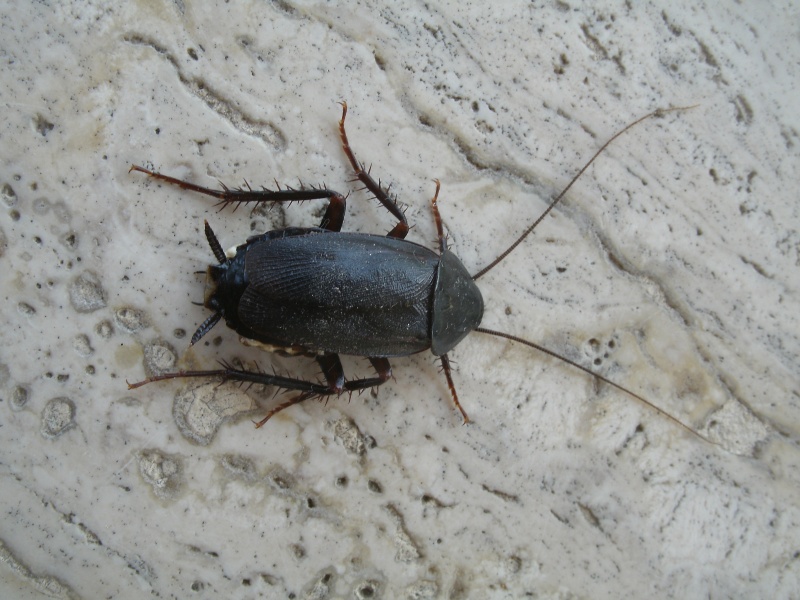 Blatta orientalis Linnaeus, 1758