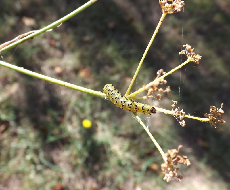 identificazione - Larva di Sitochroa palealis