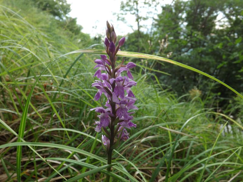 Appennino - Dactylorhiza maculata sub. saccifera