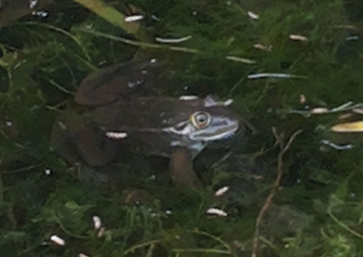 Identificazione rana - Pelophylax sp.