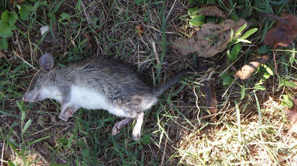 Rattus norvegicus? No Rattus rattus