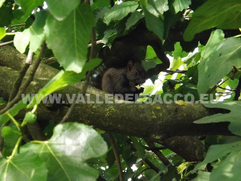 sciurus vulgaris - primo avvistamento