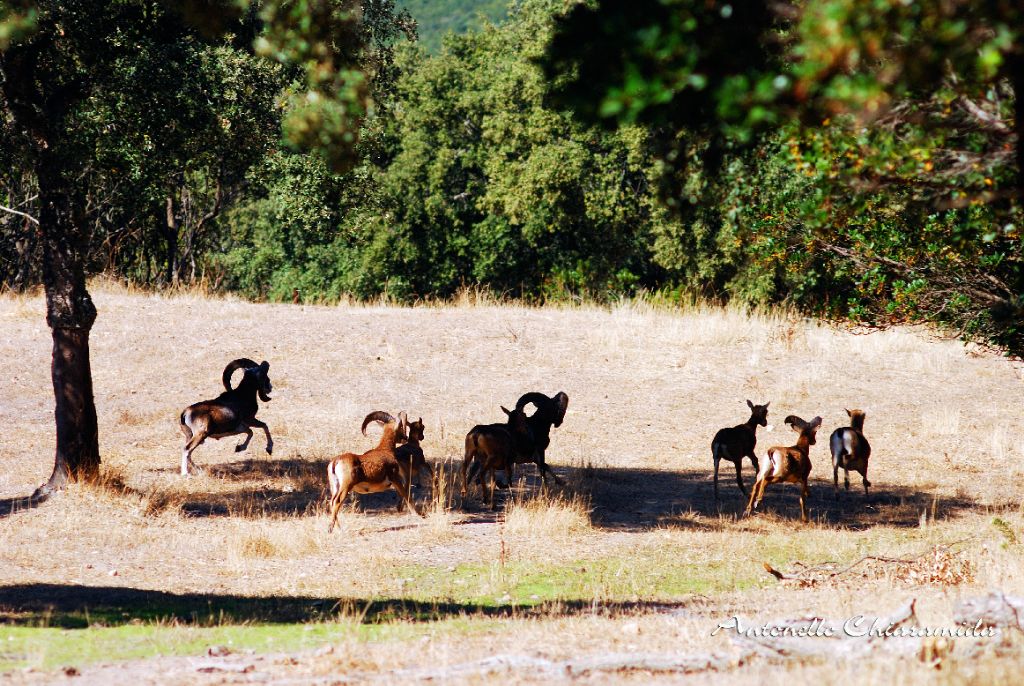 Sardegna Mammiferi