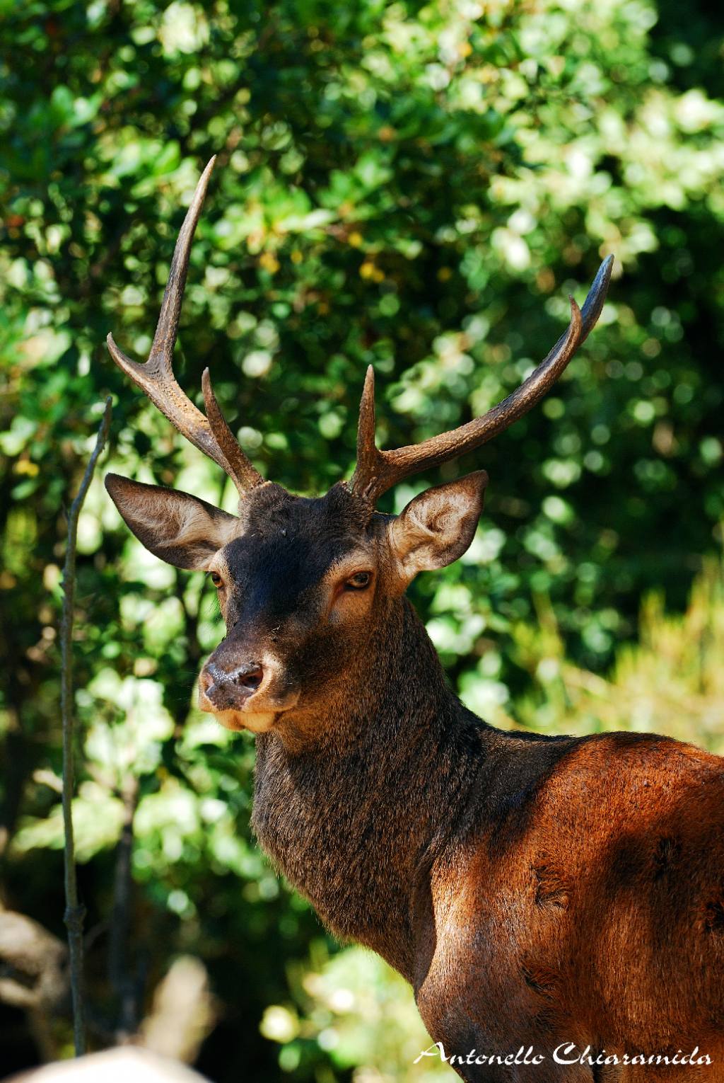 Sardegna Mammiferi