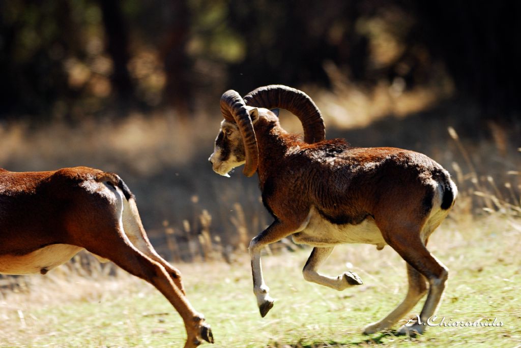 Sardegna Mammiferi