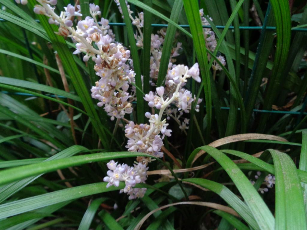Liriope spicata (Asparagaceae)