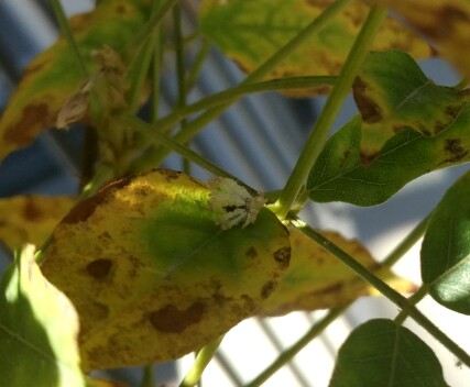 Parassita piante da giardino:  Fulgoromorpha: ninfa di Ricania speculum  (Ricaniidae)