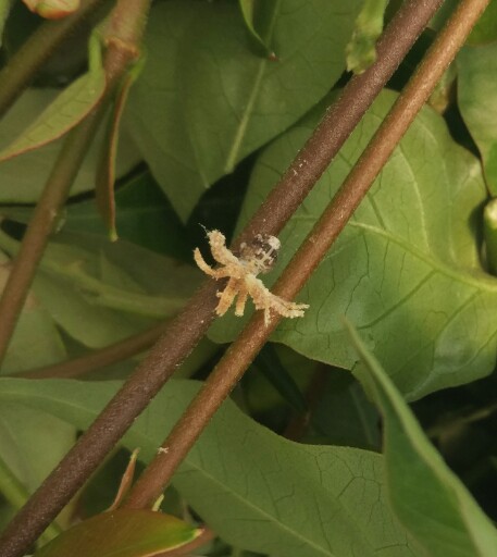 Parassita piante da giardino:  Fulgoromorpha: ninfa di Ricania speculum  (Ricaniidae)