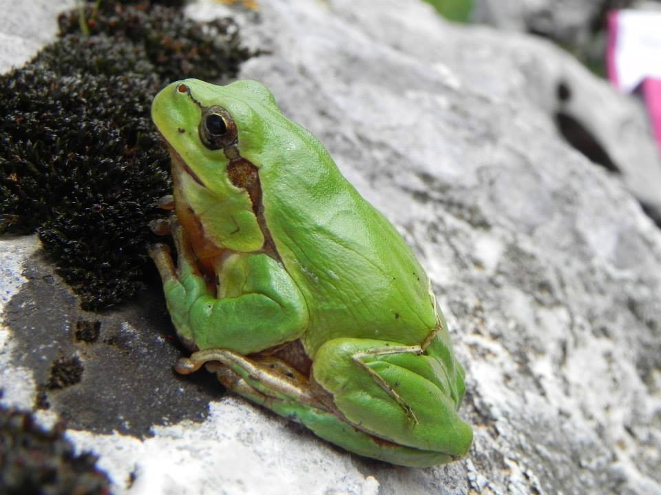 Salamandra da Identificare - L. vulgaris meridionalis