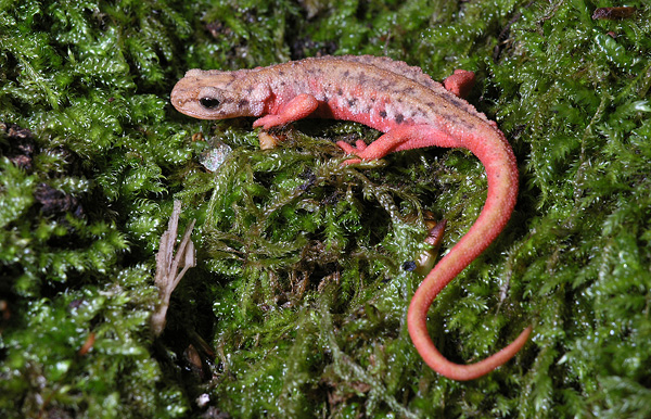 Salamandra da Identificare - L. vulgaris meridionalis