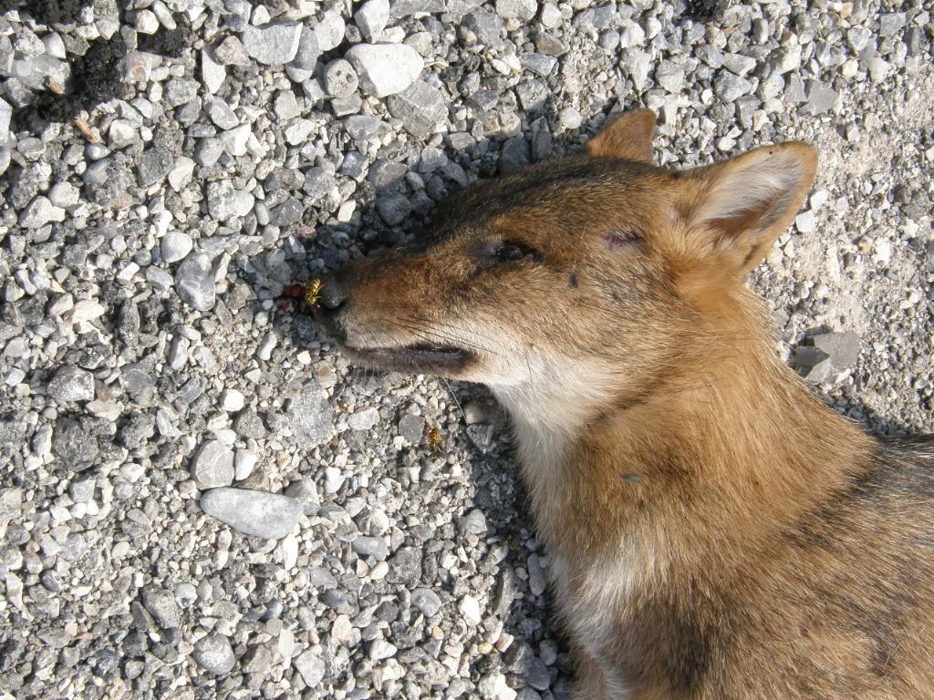 Sciacallo dorato in Italia - Raccolta segnalazioni