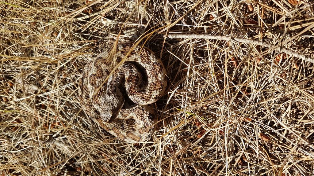 Vipera aspis hugyi