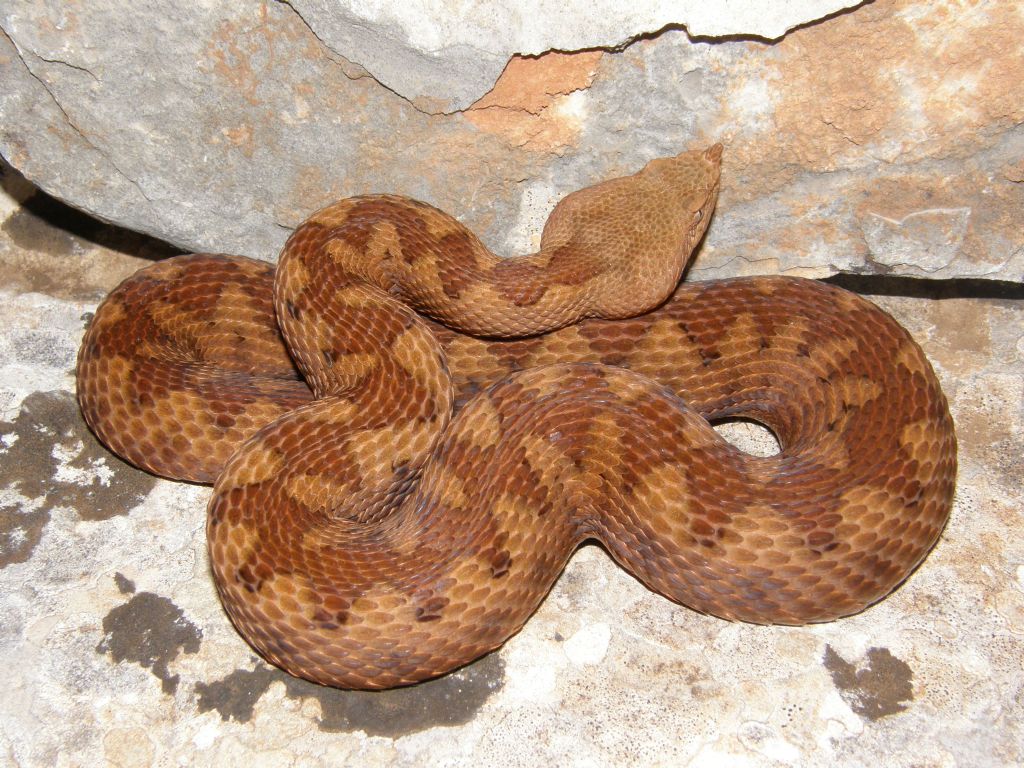 Curiosit Testudo Albania