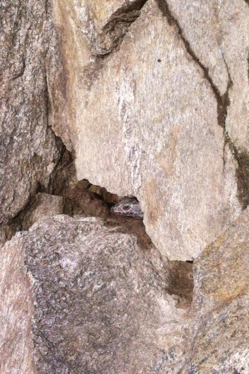 Podarcis invernale