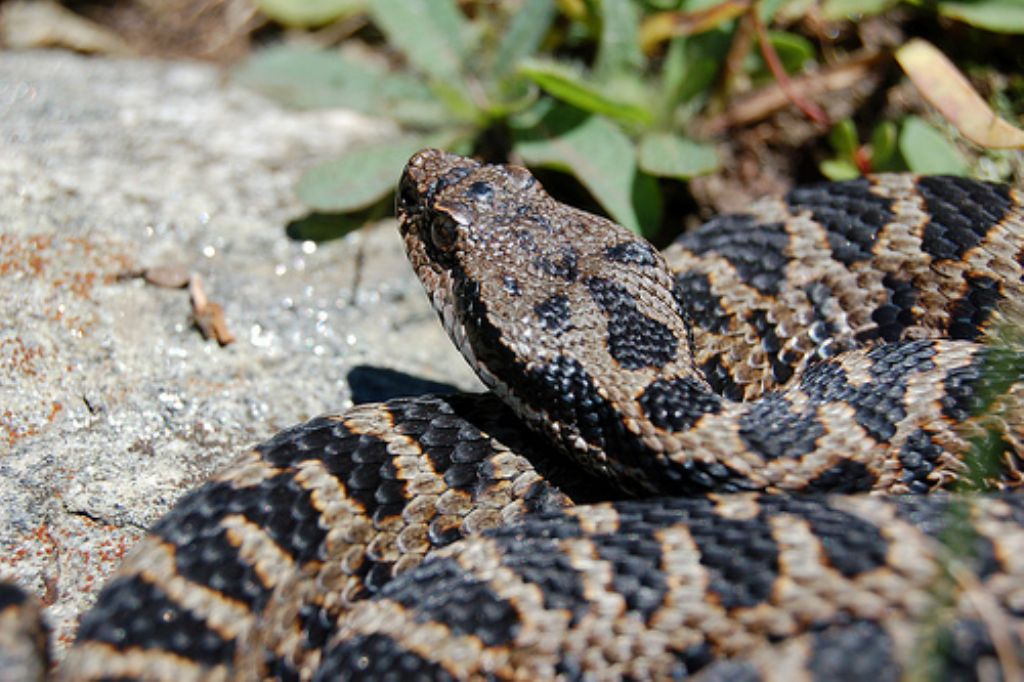 vipera