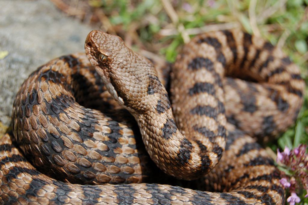 vipera