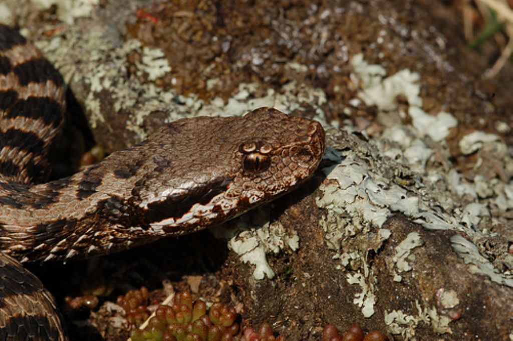 vipera