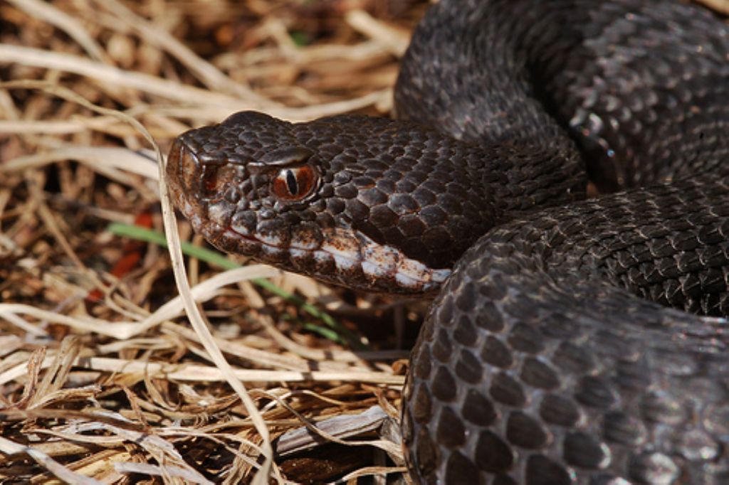 vipera