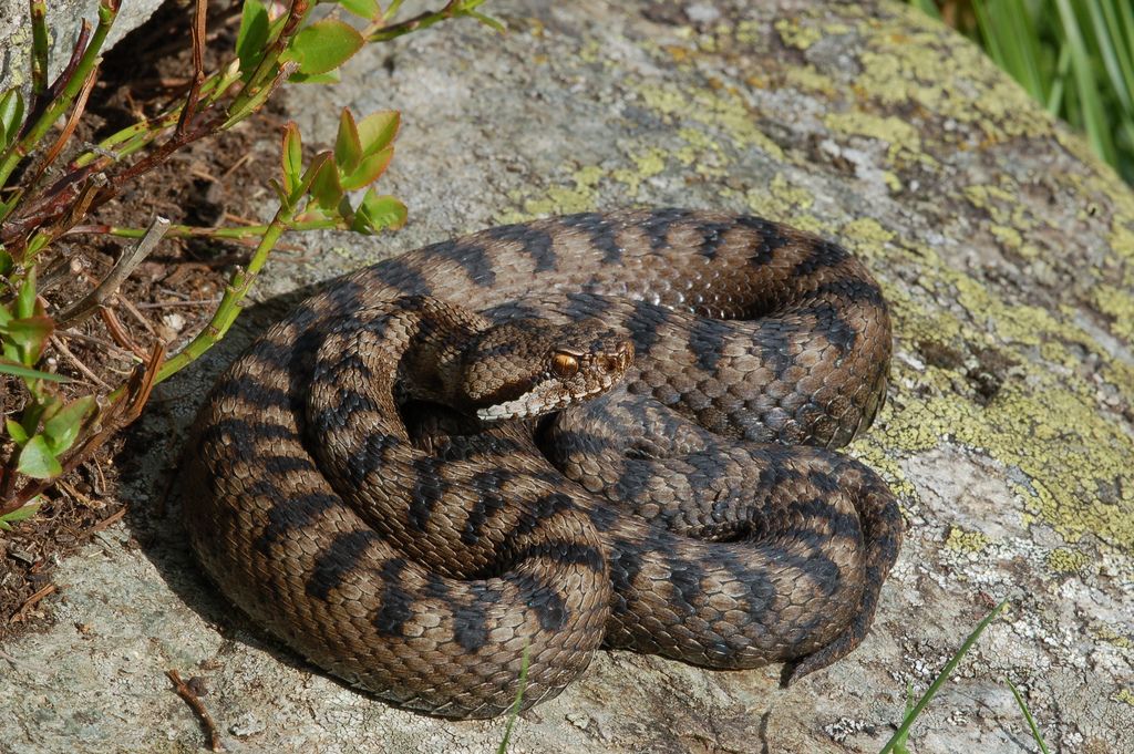 vipera