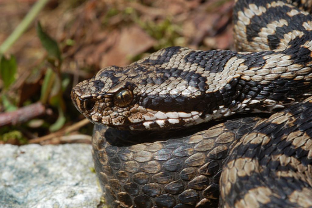 vipera