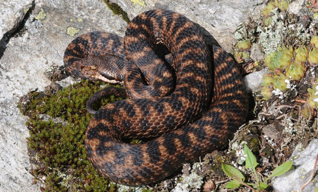 vipera