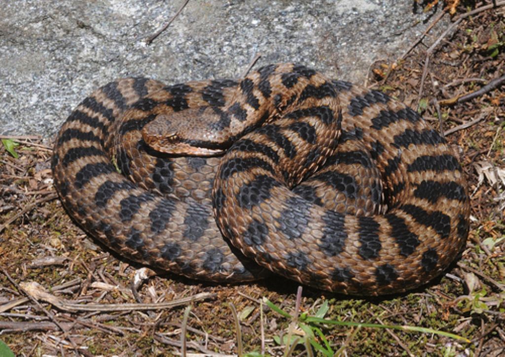 vipera