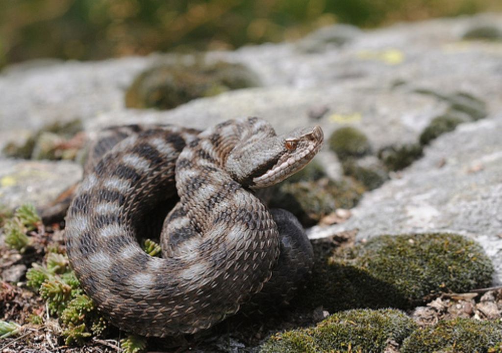 vipera