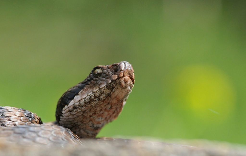 vipera