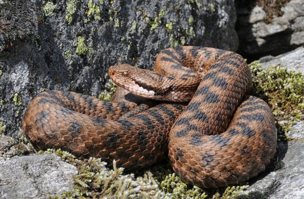vipera