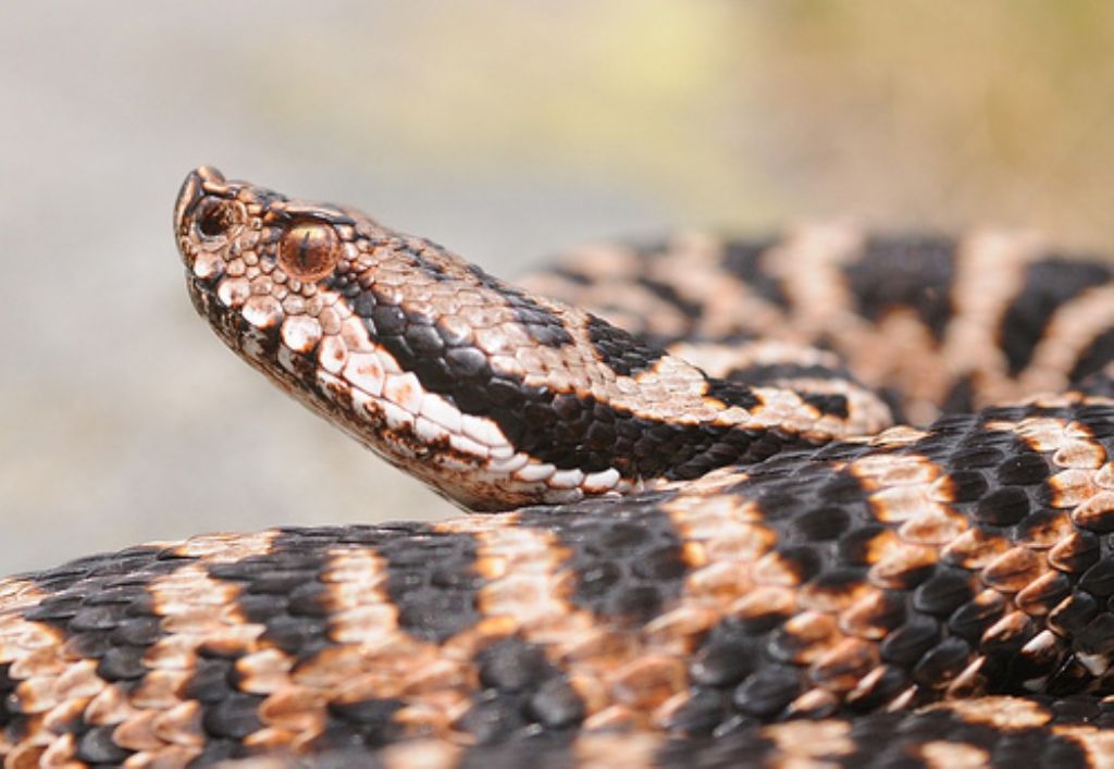 vipera