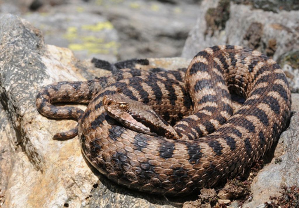 vipera