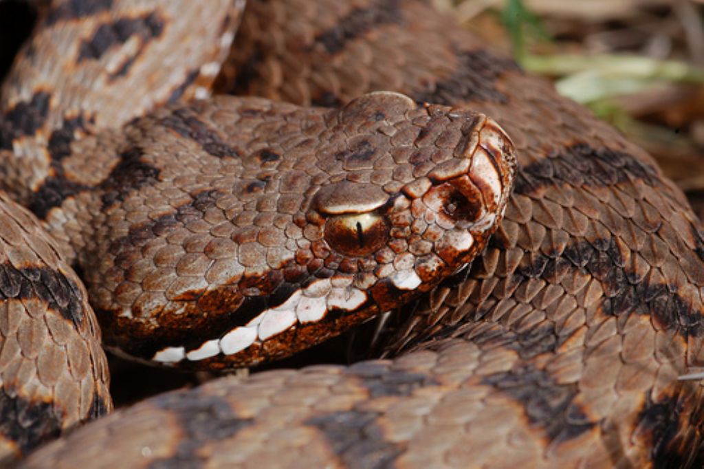 vipera