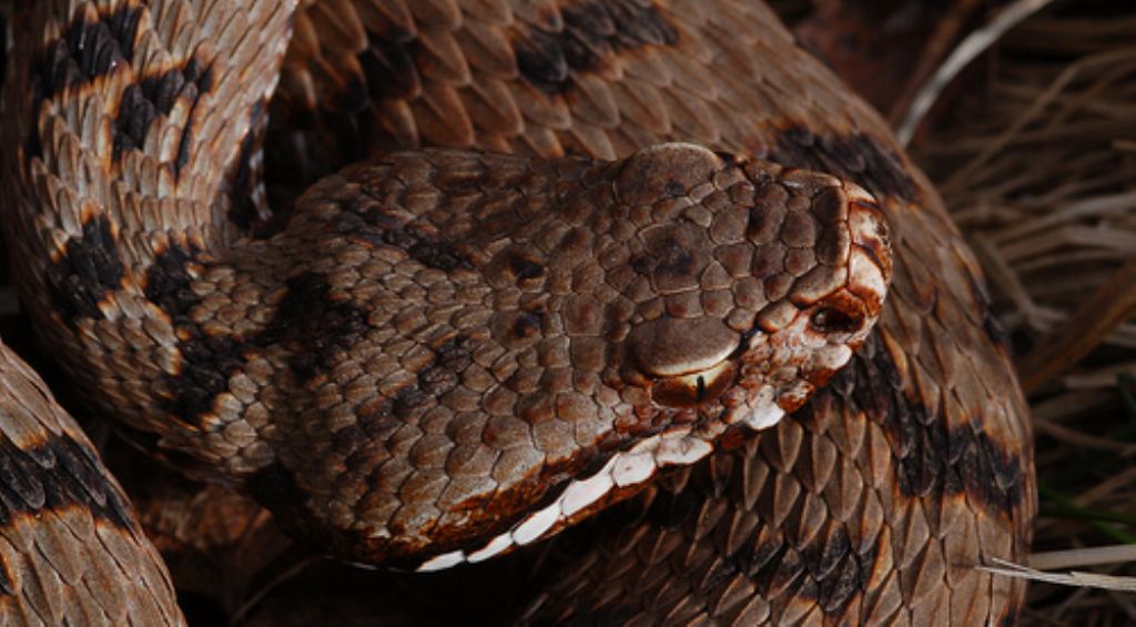 vipera