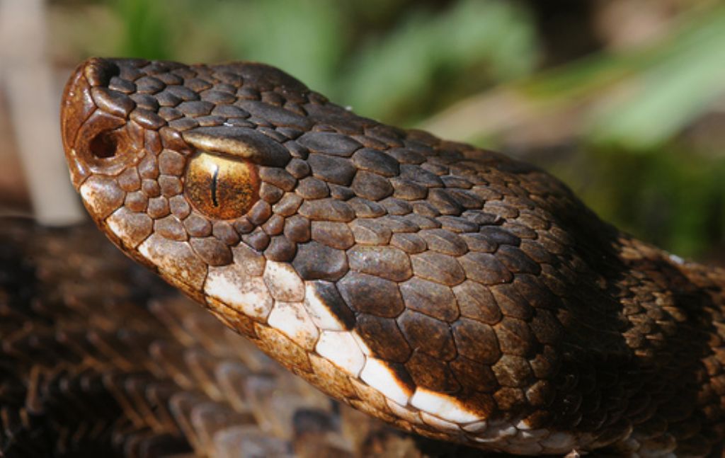 vipera