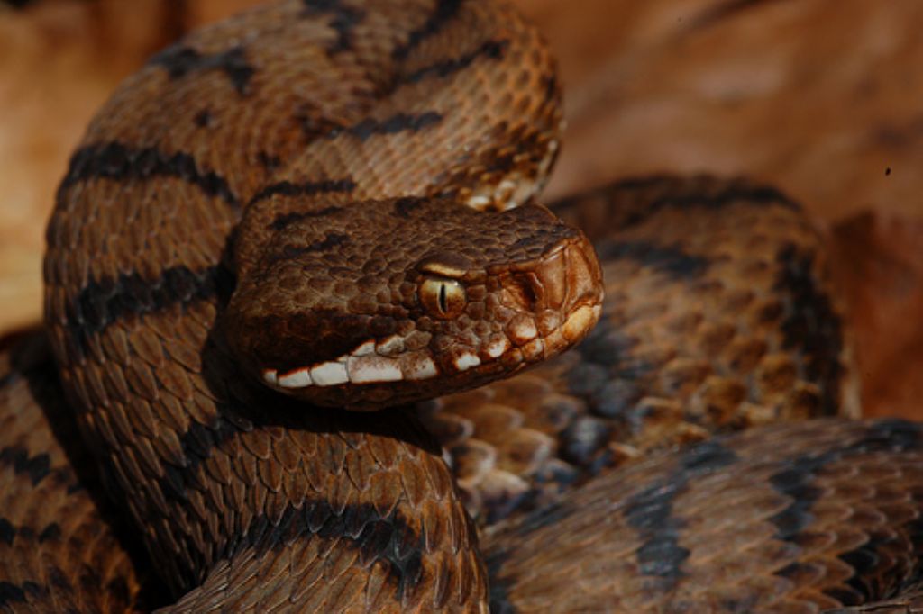 vipera