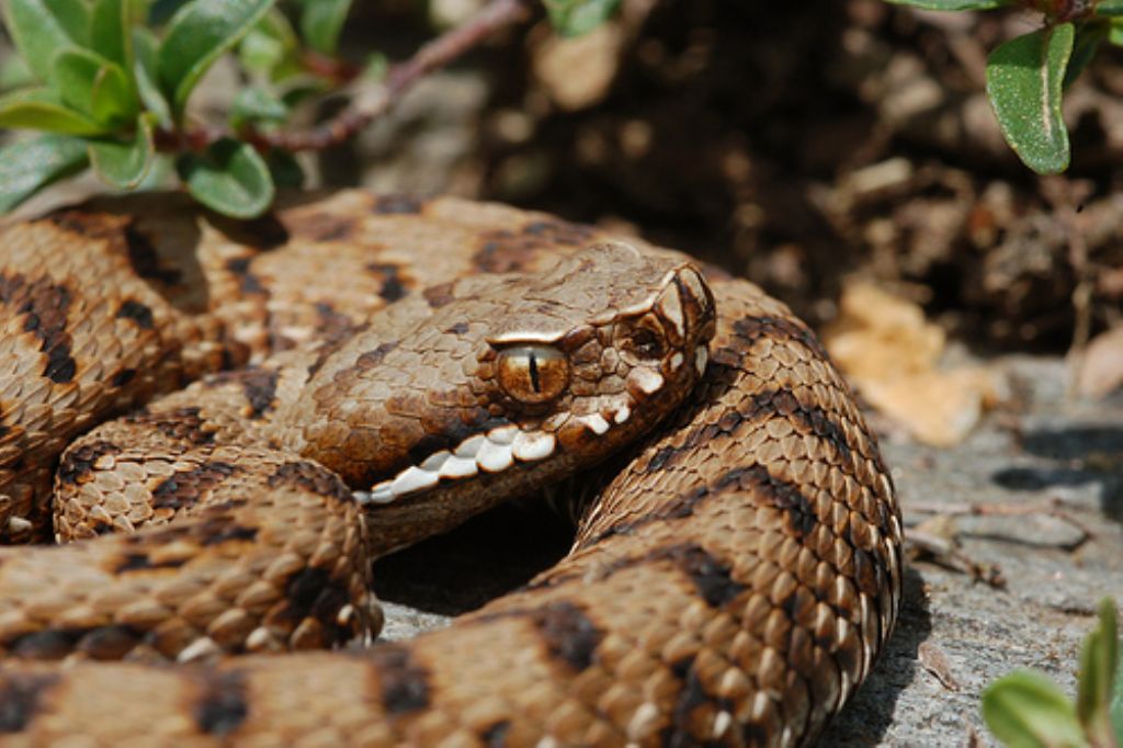 vipera