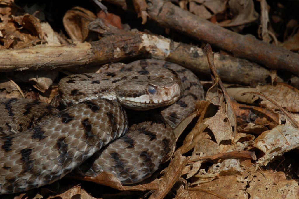vipera