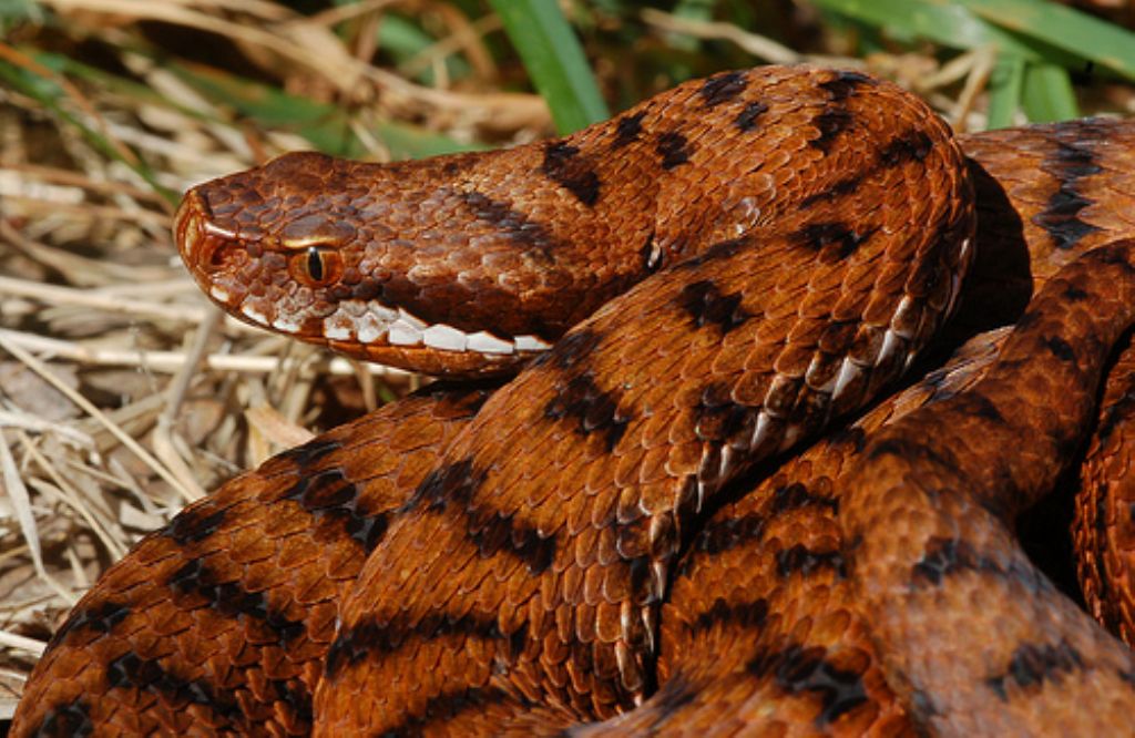 vipera