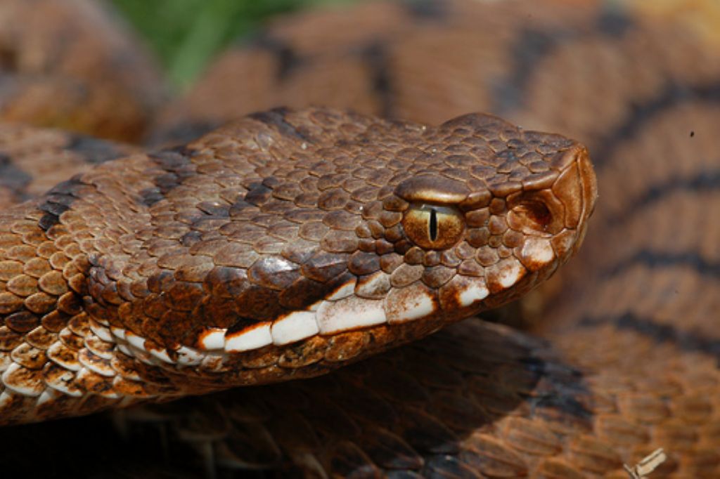 vipera