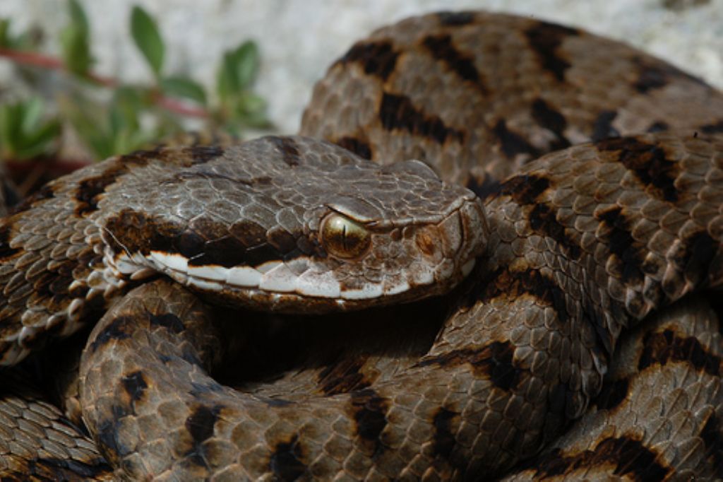 vipera