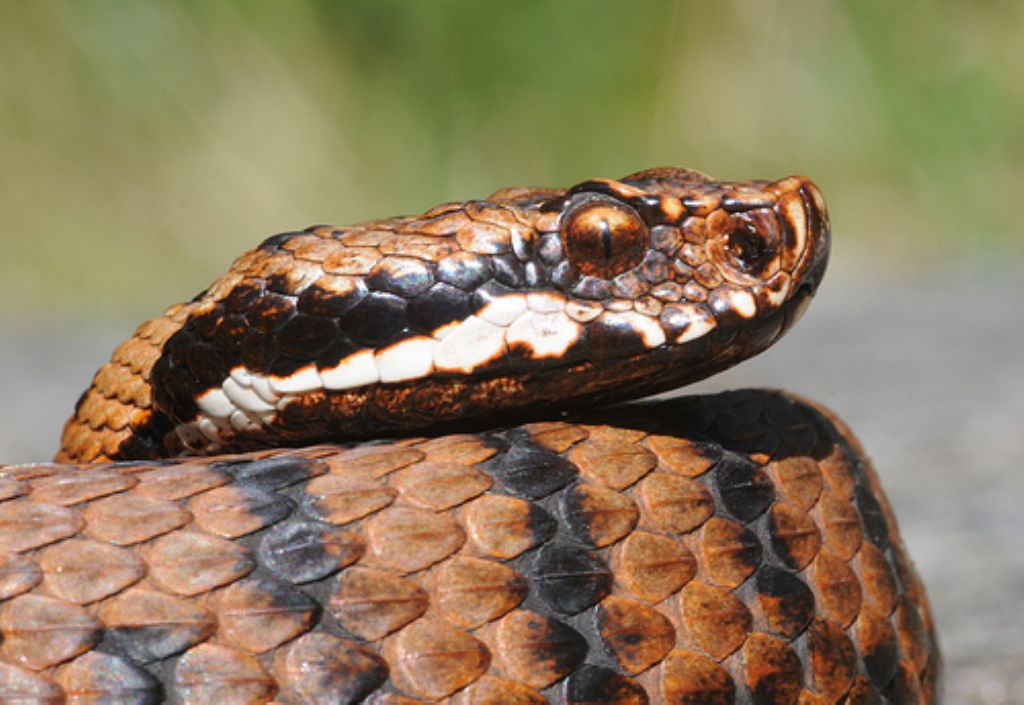 vipera