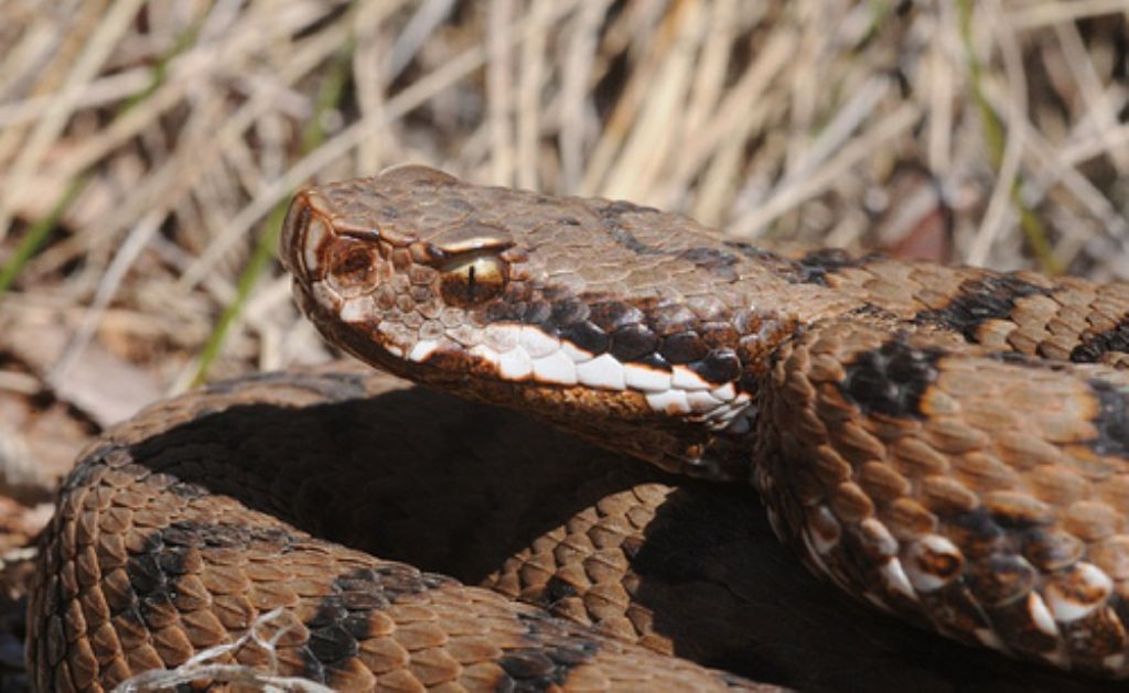 vipera