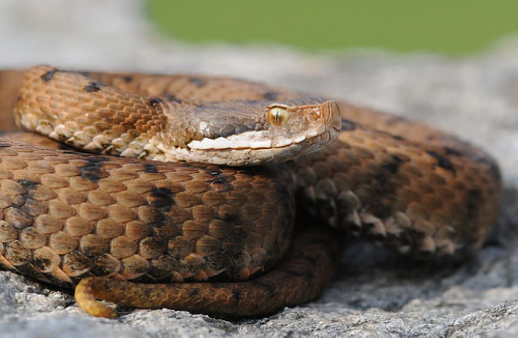 vipera