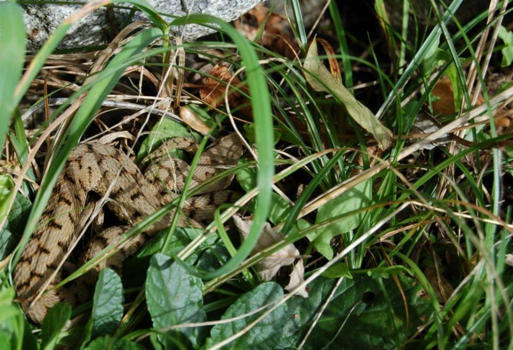 Che siano le ultime della stagione?