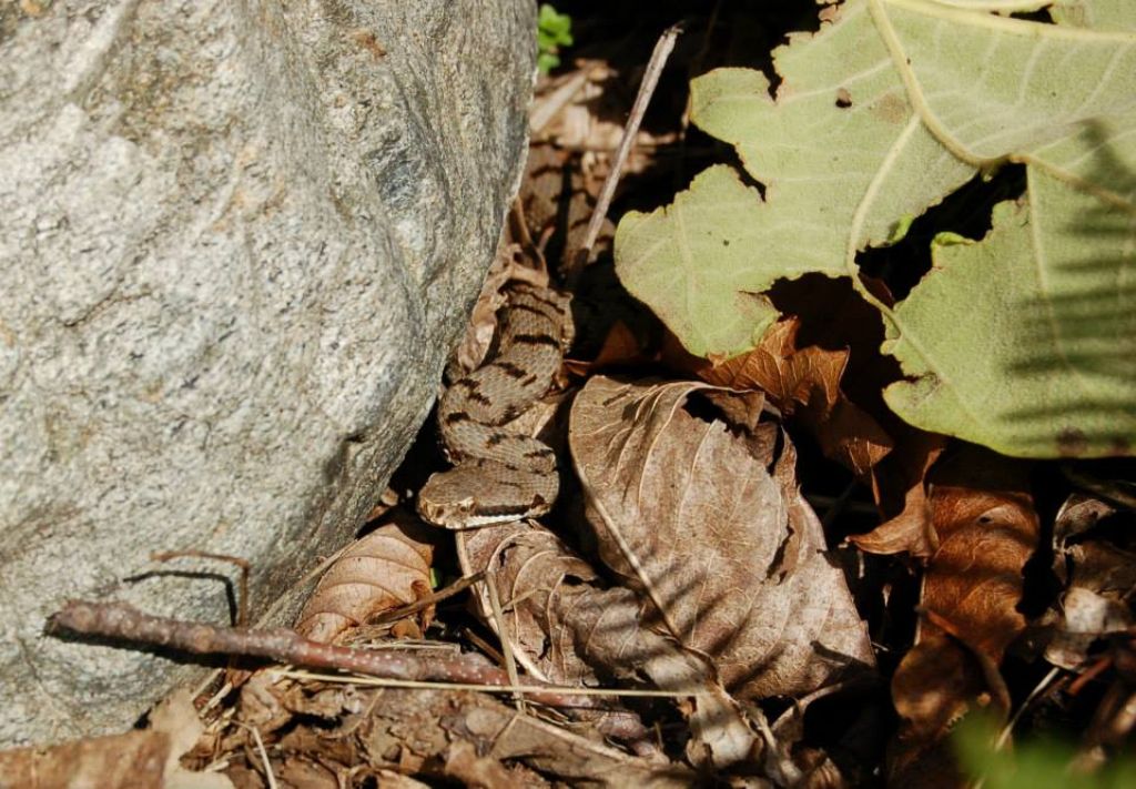 Che siano le ultime della stagione?