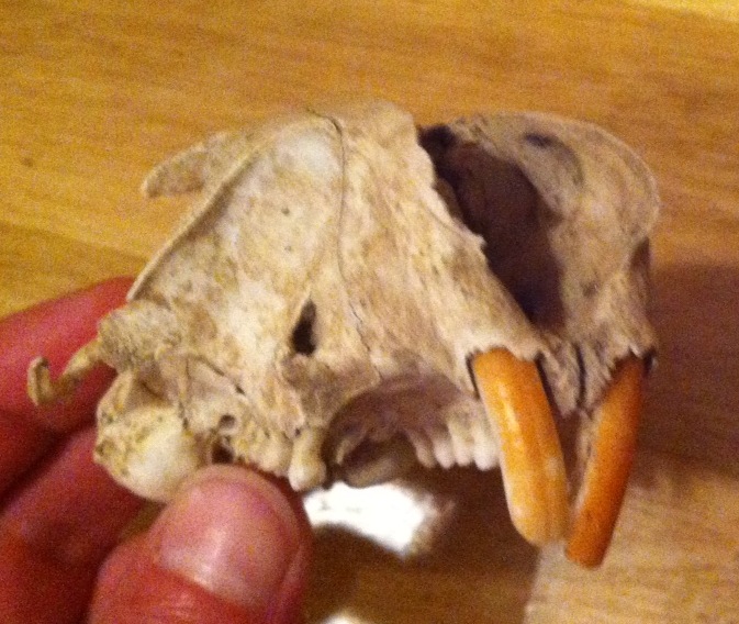 Cranio di Marmota marmota