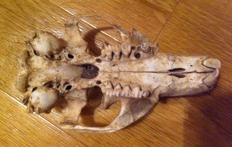 Cranio di Marmota marmota