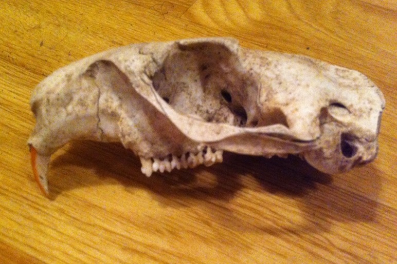 Cranio di Marmota marmota