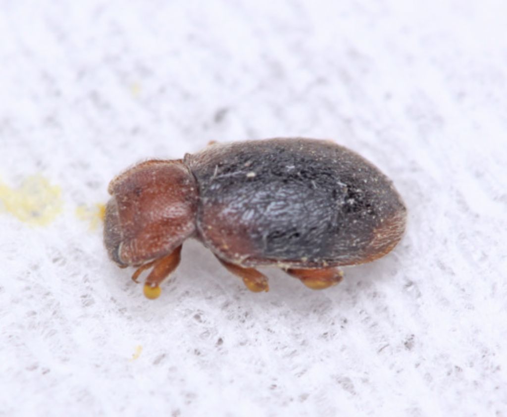 Tenebrionidae? No. Coccinellidae Scymniinae