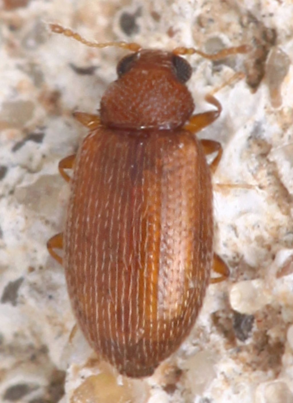Tiny beetle - Latridiidae